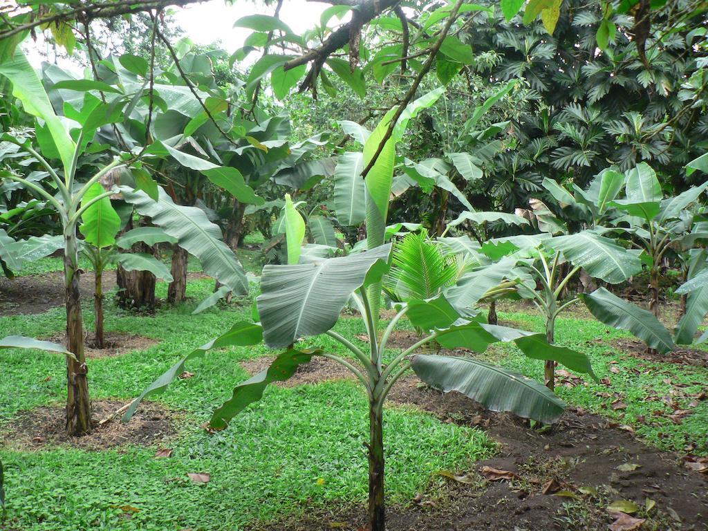 Hotel Roca Negra Del Arenal La Fortuna Esterno foto