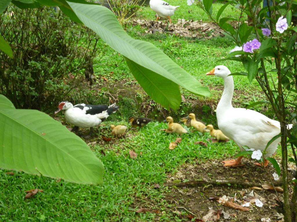 Hotel Roca Negra Del Arenal La Fortuna Esterno foto